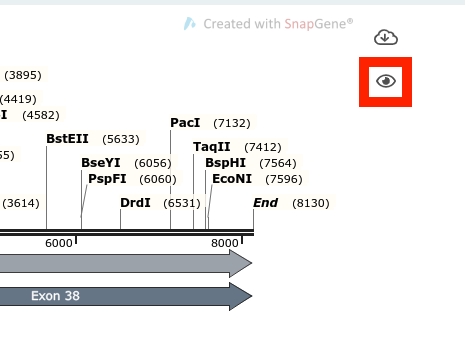 snapgene_FP_eye.png