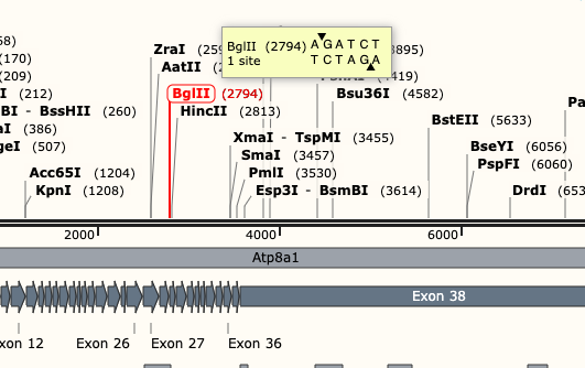 snapgene_detail.png